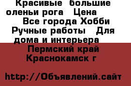 Красивые  большие оленьи рога › Цена ­ 3 000 - Все города Хобби. Ручные работы » Для дома и интерьера   . Пермский край,Краснокамск г.